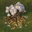 Arborcopia